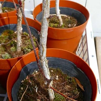 白樺の鉢植え　No.24　樹高105cm　送料込 楽天市場】鉢植え【ユーカリ】ポポラス オージープランツ 株立ち